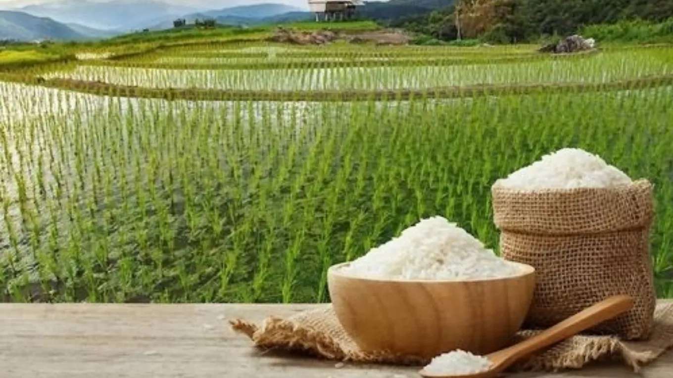 Ahmad Nia Brothers Rice Trading