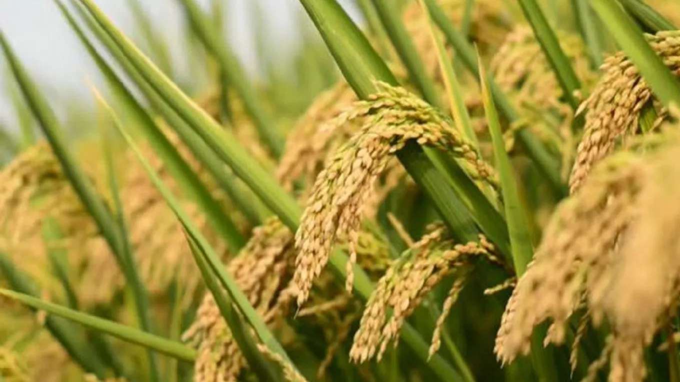 Ahmad Nia Brothers Rice Trading