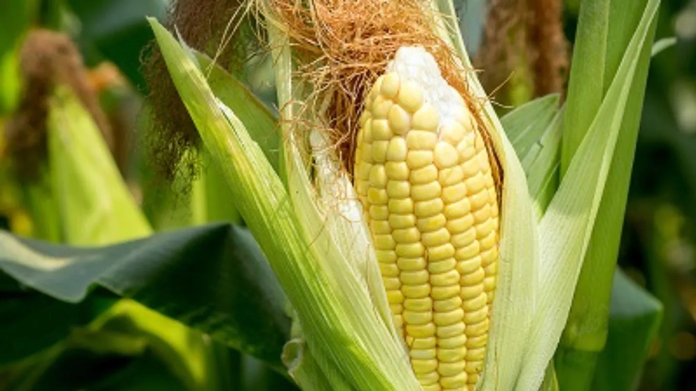 توصیههای مهم برای کاشت ذرت