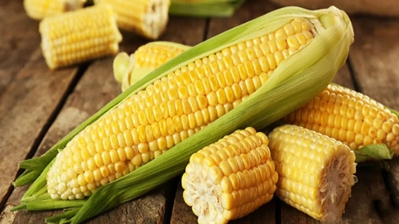 توصیههای مهم برای کاشت ذرت