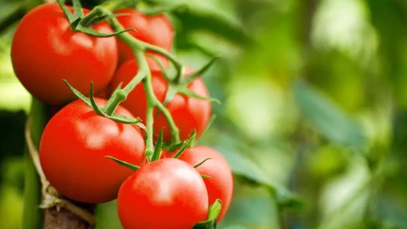 6 ways to speed up tomato growth