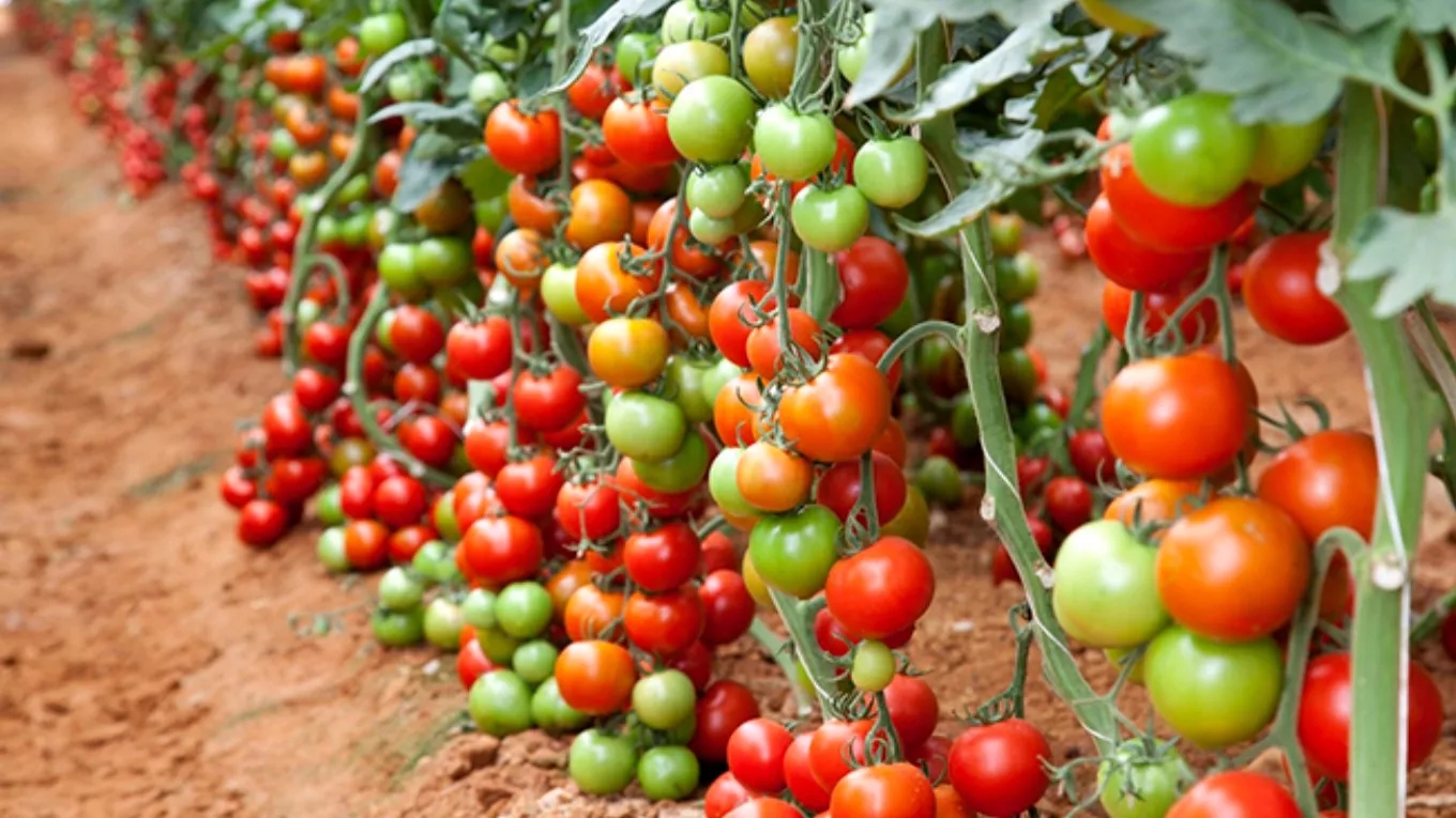 6 روش برای سرعت بخشیدن به رشد گوجه فرنگی