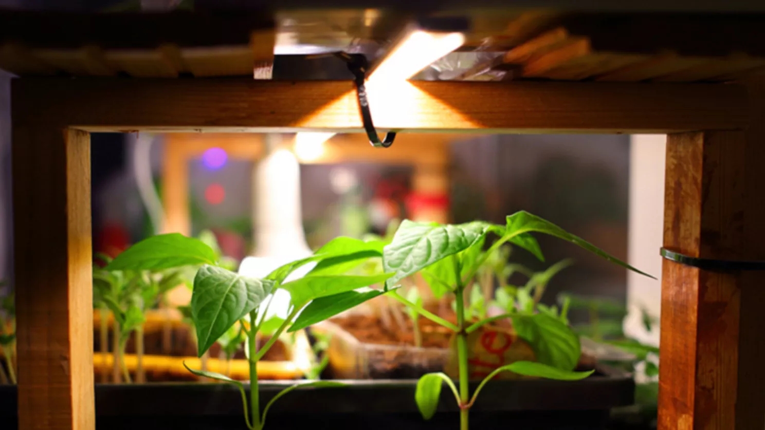 نور مصنوعی برای گیاه آپارتمانی