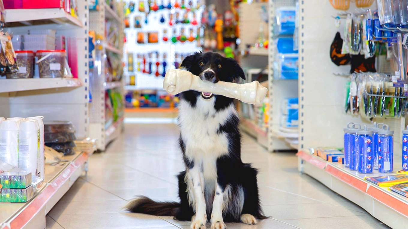 پت شاپ چیست