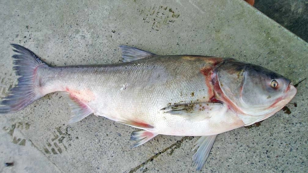 ماهی آمور ، جیره غذایی طبیعی و بیماری های آنها