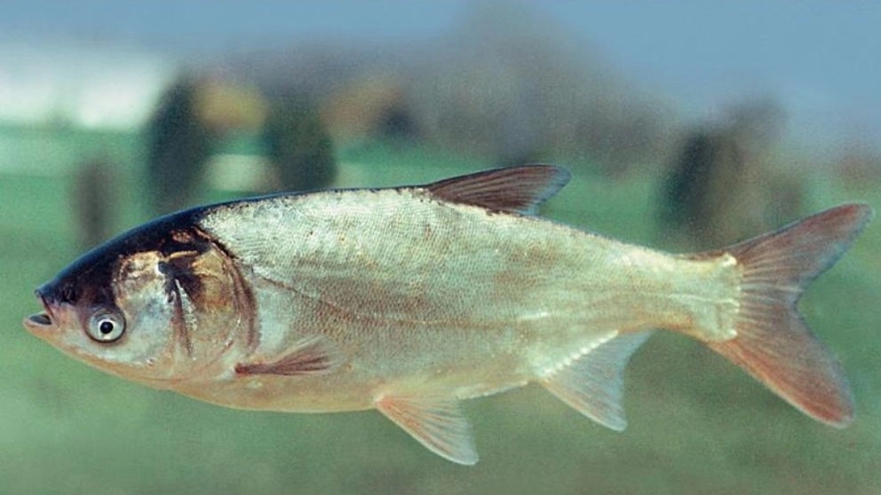 Amur fish, natural diet and their diseases