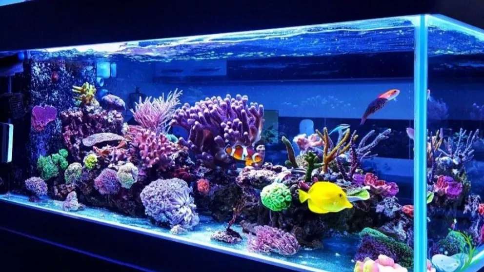 Sirjan Blue Ocean Aquarium