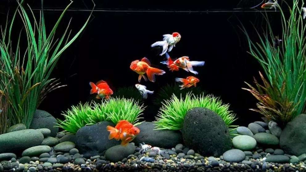 Sirjan Blue Ocean Aquarium