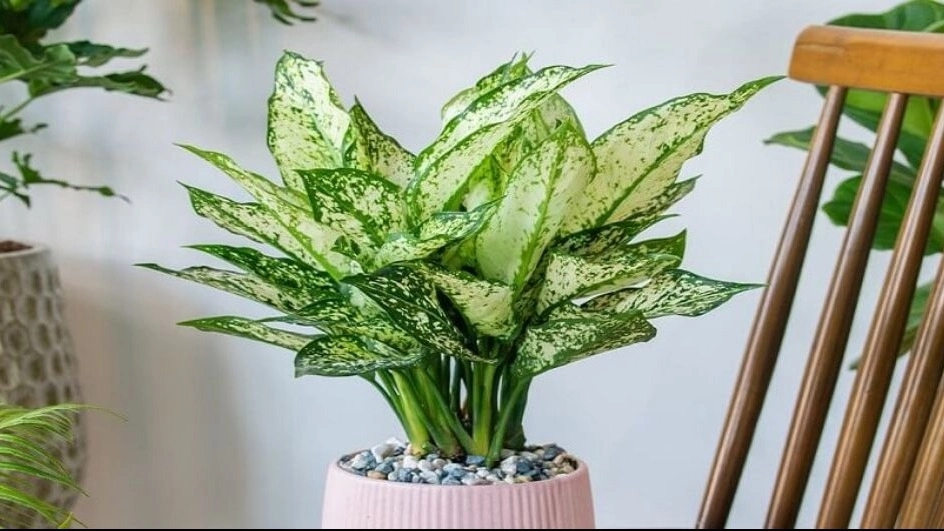 آشنایی با آگلنما برفی