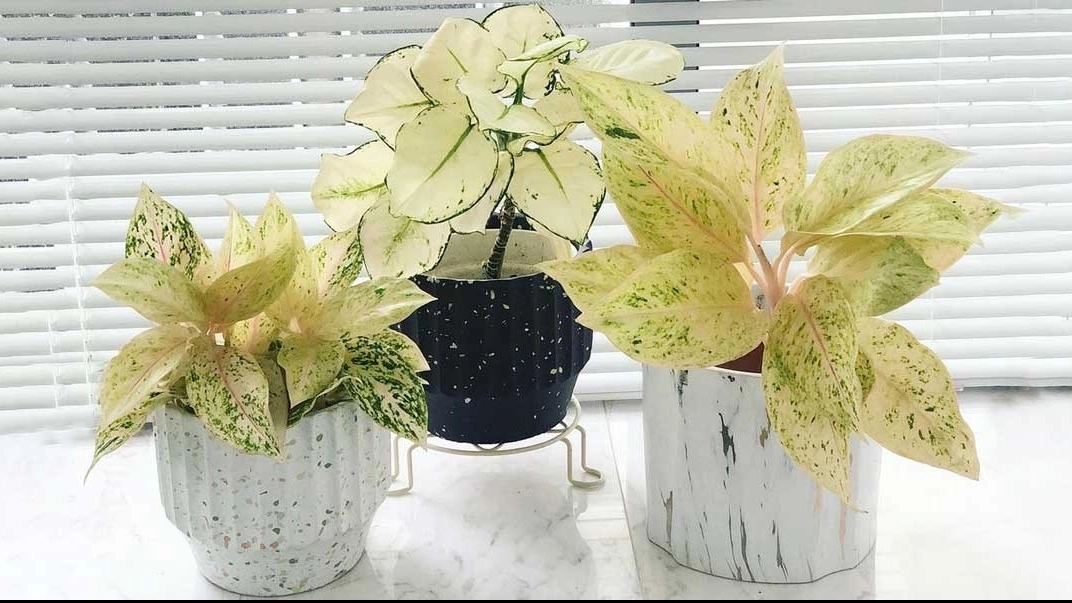 Snowy Aglonema ile tanışma