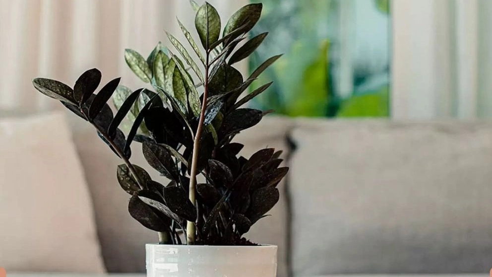 Zamfolia Siyah bitki