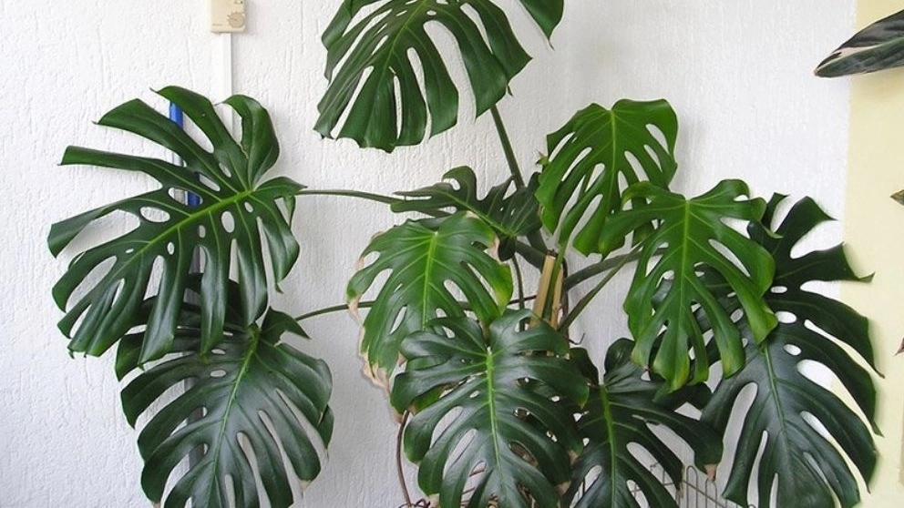 مونستيرا ديليسيوسا كينغ