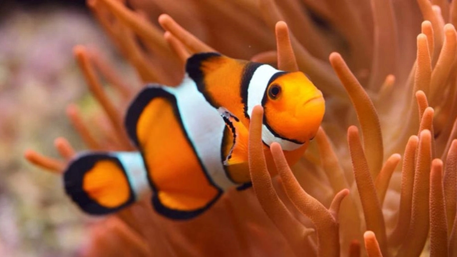 Types of aquarium fish