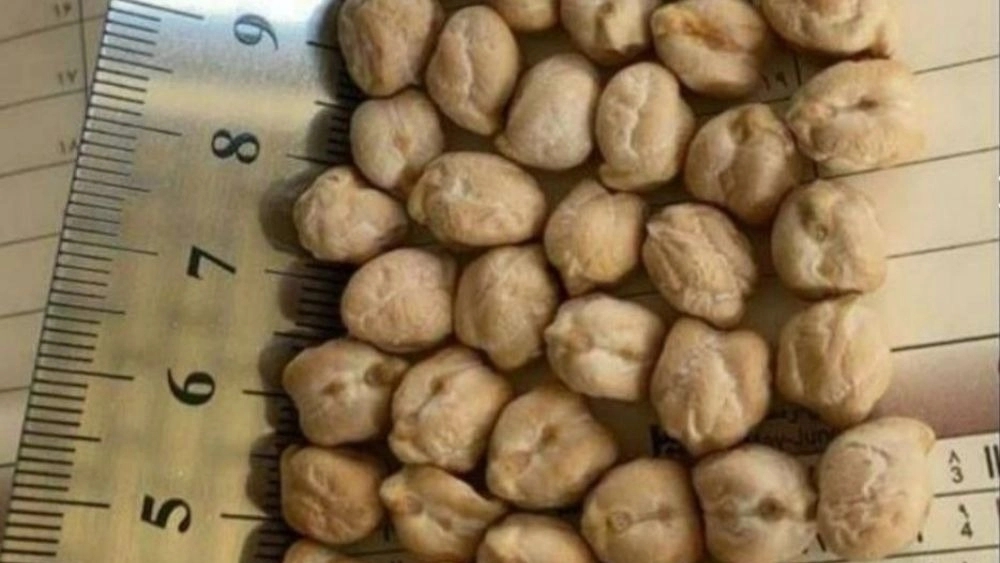 فروش نخود سه خان ۷،۸،۹