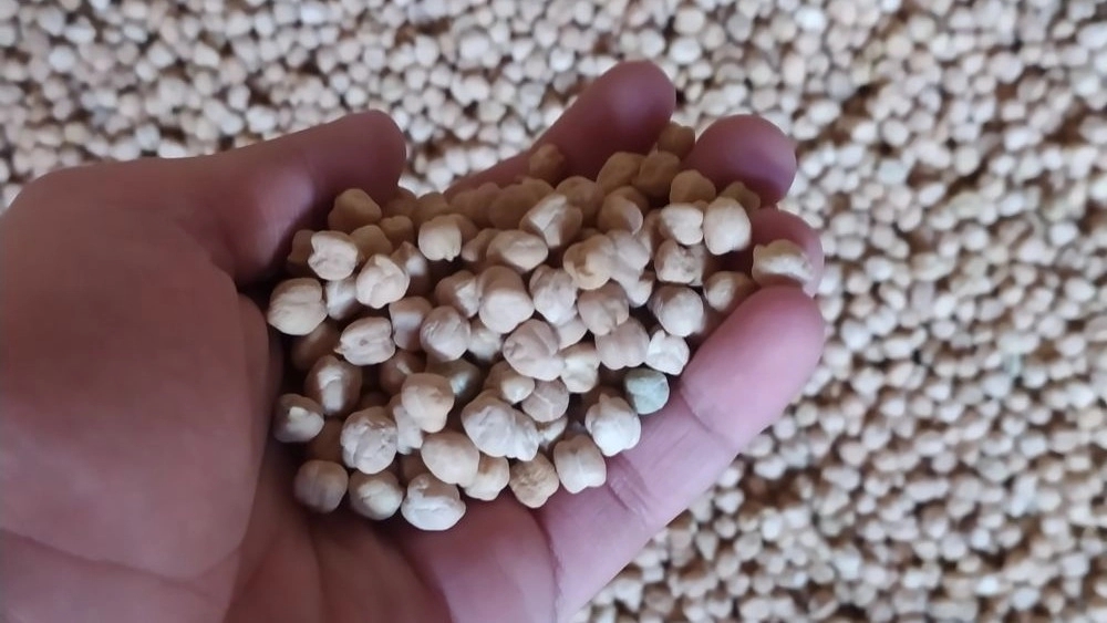 Sale of three khan peas 7, 8, 9